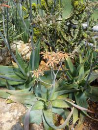 Aloe