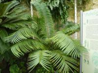 Lepidozamie (Lepidozamia hopei)