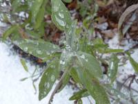 Šalvěj lékařská