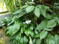 Libenka velkokvětá (Eucharis grandiflora)