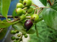 Temnoplodec černoplodý - nezralý plod (Aronia melanocarpa)