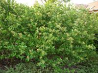 Temnoplodec černoplodý (Aronia melanocarpa)