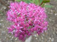 Rozchodník 'Munstead Red'