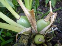 Chomoutovka (Zygopetalum mackayi)