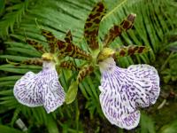 Chomoutovka (Zygopetalum mackayi)