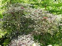 Leea (Leea coccinea)