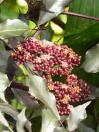 Leea (Leea coccinea)