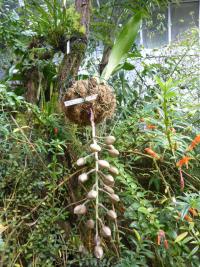 Acineta (Acineta superba)