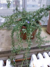 Rozmarýna lékařská (Rosmarinum officinalis)