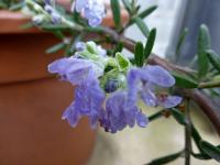 Rozmarýna lékařská (Rosmarinum officinalis)