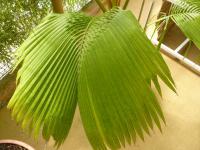 Beccariophoenix - palma (Beccariophoenix madagascariensis)