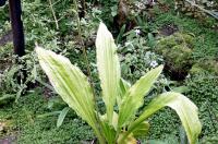 Calanthe (Calanthe triplicata)