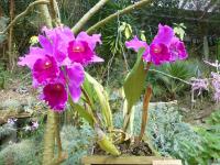 Laeliocattleya 'La Tuilerie' (Laeliocattleya culminant)