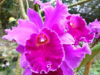 Laeliocattleya 'La Tuilerie' (Laeliocattleya culminant)