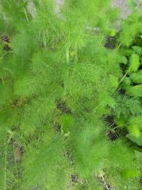 Fenykl obecný (Foeniculum vulgare) Fenykl obecný (Foeniculum vulgare)