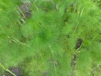 Fenykl obecný (Foeniculum vulgare) Fenykl obecný (Foeniculum vulgare)
