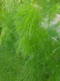 Fenykl obecný (Foeniculum vulgare) Fenykl obecný (Foeniculum vulgare)