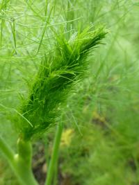 Fenykl obecný (Foeniculum vulgare) Fenykl obecný (Foeniculum vulgare)