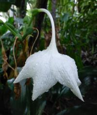 Libenka velkokvětá (Eucharis grandiflora)