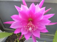 Disokaktus - kaktus ševcovský (Disocactus x jenkinsonii)