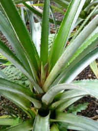 Ananasovník chocholatý (Ananas comosus)