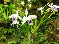 Laelia (Laelia purpurata var werkhaeuseri)