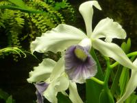 Laelia (Laelia purpurata var werkhaeuseri)