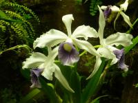 Laelia (Laelia purpurata var werkhaeuseri)