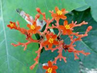 Dávivec odulý (Jatropha podagrica)
