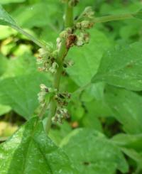 Drnavec lékařský (Parietaria officinalis)