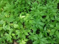 Drnavec lékařský (Parietaria officinalis)