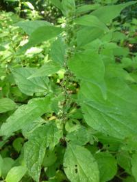 Drnavec lékařský (Parietaria officinalis)