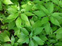 Drnavec lékařský (Parietaria officinalis)