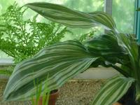 Calanthe (Calanthe triplicata)