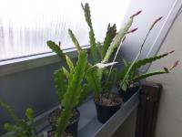 Disokaktus - kaktus ševcovský (Disocactus x jenkinsonii)