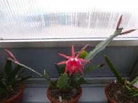 Disokaktus - kaktus ševcovský (Disocactus x jenkinsonii)