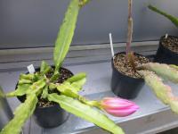 Disokaktus - kaktus ševcovský (Disocactus x jenkinsonii)