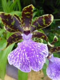 Chomoutovka (Zygopetalum mackayi)