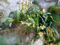 Lemboglossum (Lemboglossum maculatum)