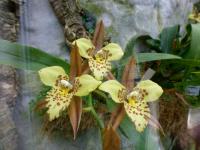 Lemboglossum (Lemboglossum maculatum)