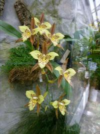 Lemboglossum (Lemboglossum maculatum)