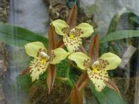 Lemboglossum (Lemboglossum maculatum)