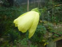 Bauhinie plstnatá - větévka s květem