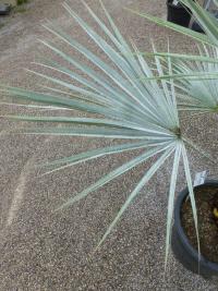 Brahea modravá (Brahea armata)