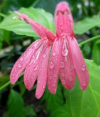 Justície (Justicia brasiliana)