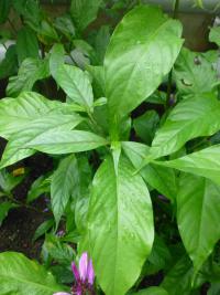 Justície (Justicia caracasana)