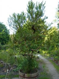 Myrta obecná (Myrtus communis)