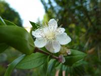 Myrta obecná (Myrtus communis)