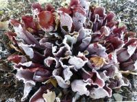 Špirlice nachová (Sarracenia purpurea subsp purpurea)