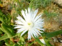 Jacobsenia (Jacobsenia kolbei)